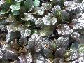 Rainbow Ajuga / Ajuga reptans 